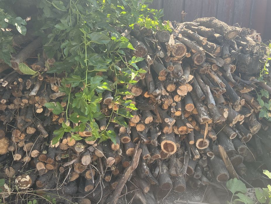 Дрова сухой . Сомовывоз.