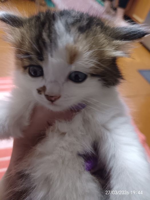 Отдам котят в добрые руки