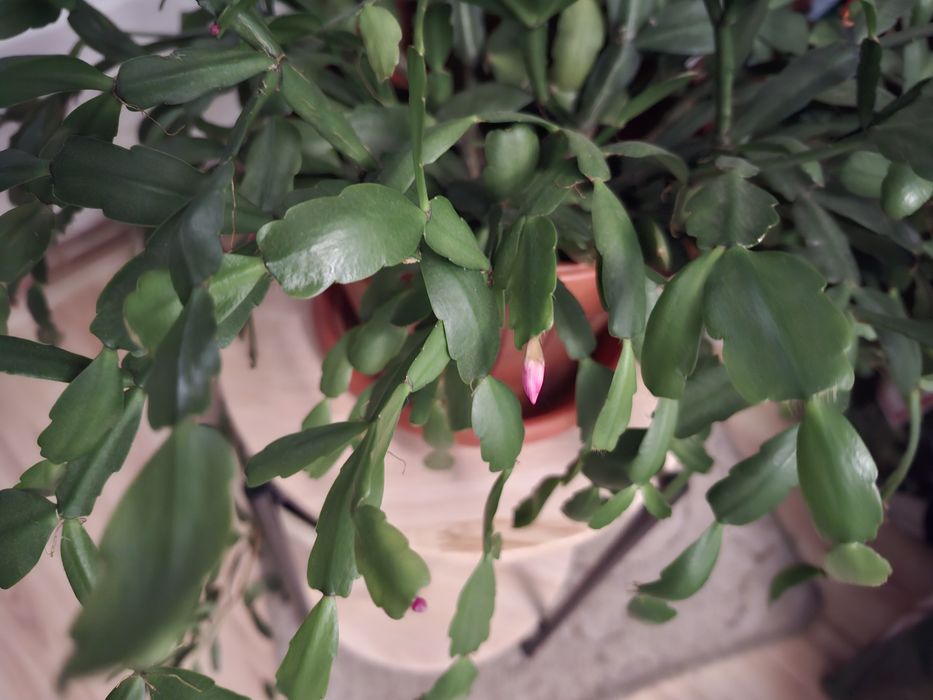 Crăciuniță românească