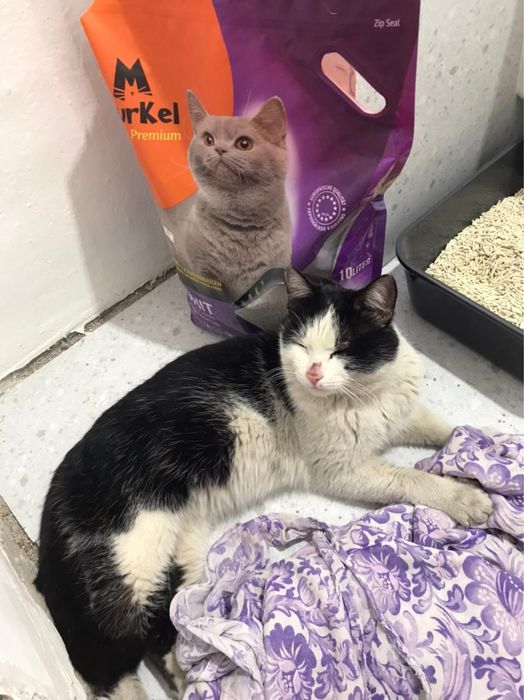 Кот ищет дом и доброго хозяина