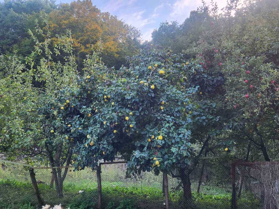 Продава се Парцел в Благоевград, Идеален център - 600 кв.м за 117 €/кв.м - Снимка #12