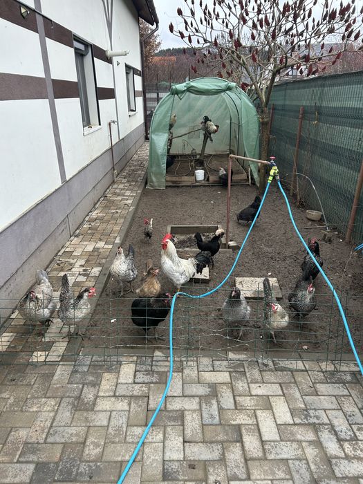 Ouă colorate pentru incubat – 4 lei/buc – doar Brașov