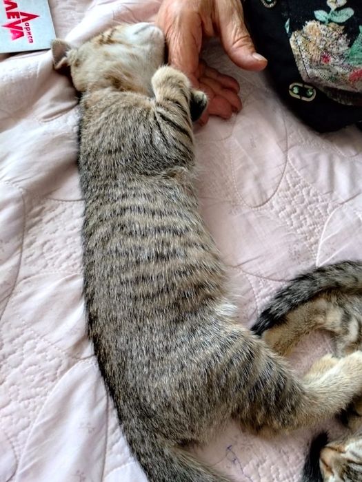Котята в добрые руки бесплатно