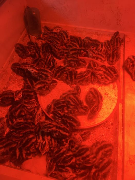 Pui de prepelita japoneza mare