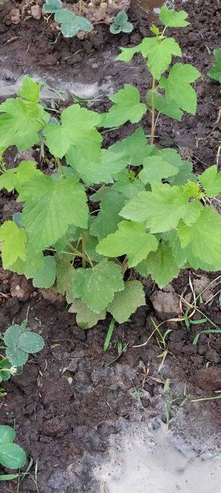 Рассада черной смородины, малины