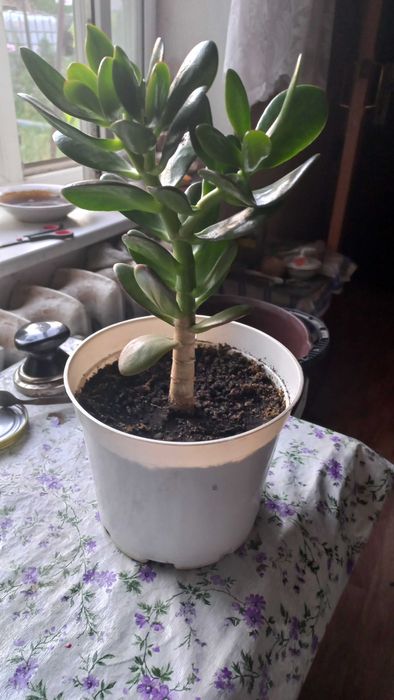 Продам денежное дерево