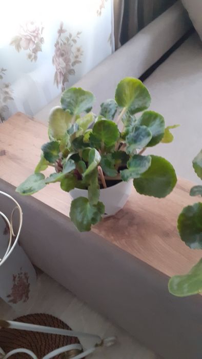 Продам фиалки с горшком