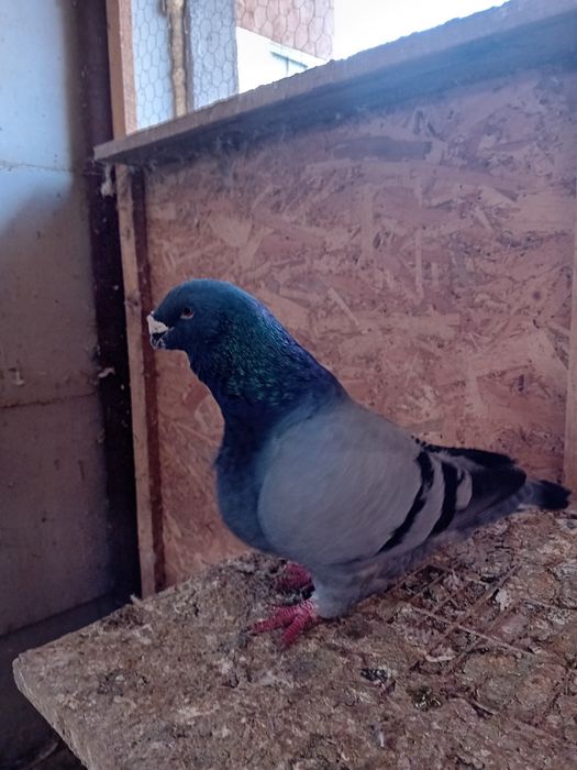 Porumbei de vânzare