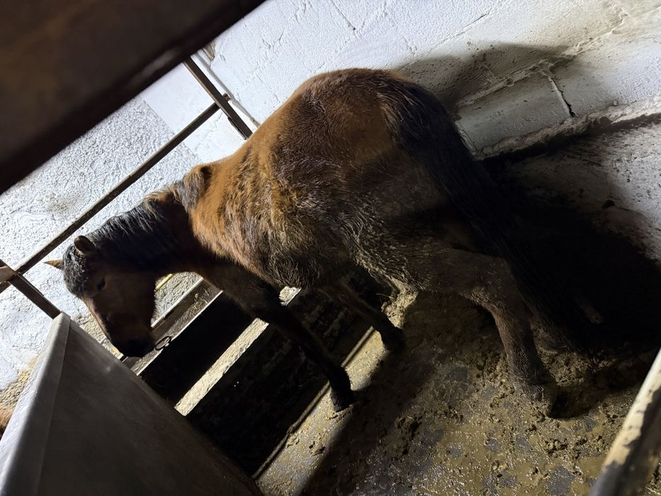 Лошадь с откорма