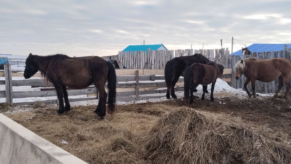 Лошади байтал бие