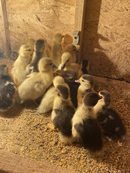 Индоутята индоутки