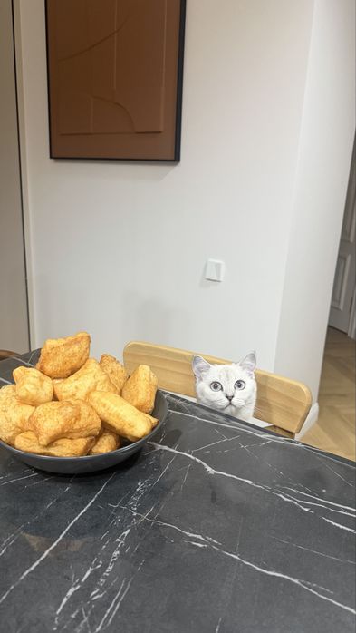 Кошку девочку в хорошие руки отдам