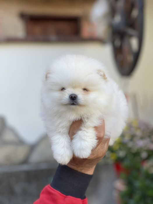 Померан Мини