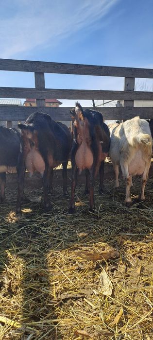 Tapisori anglonubian