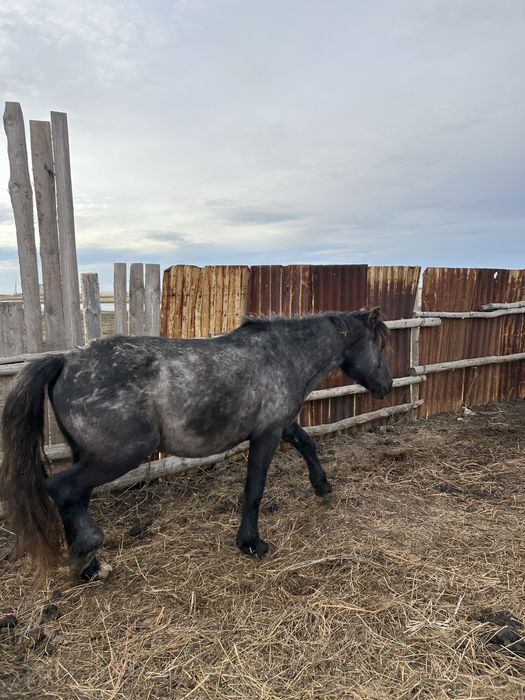 Дөнен сатылады айғырлыққа