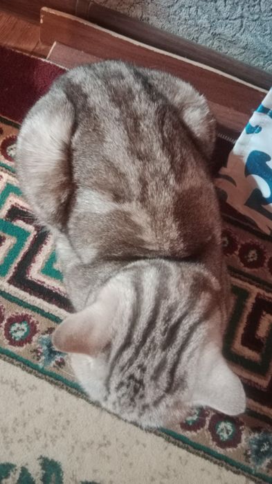 Шотландский кошка возраст 1 год