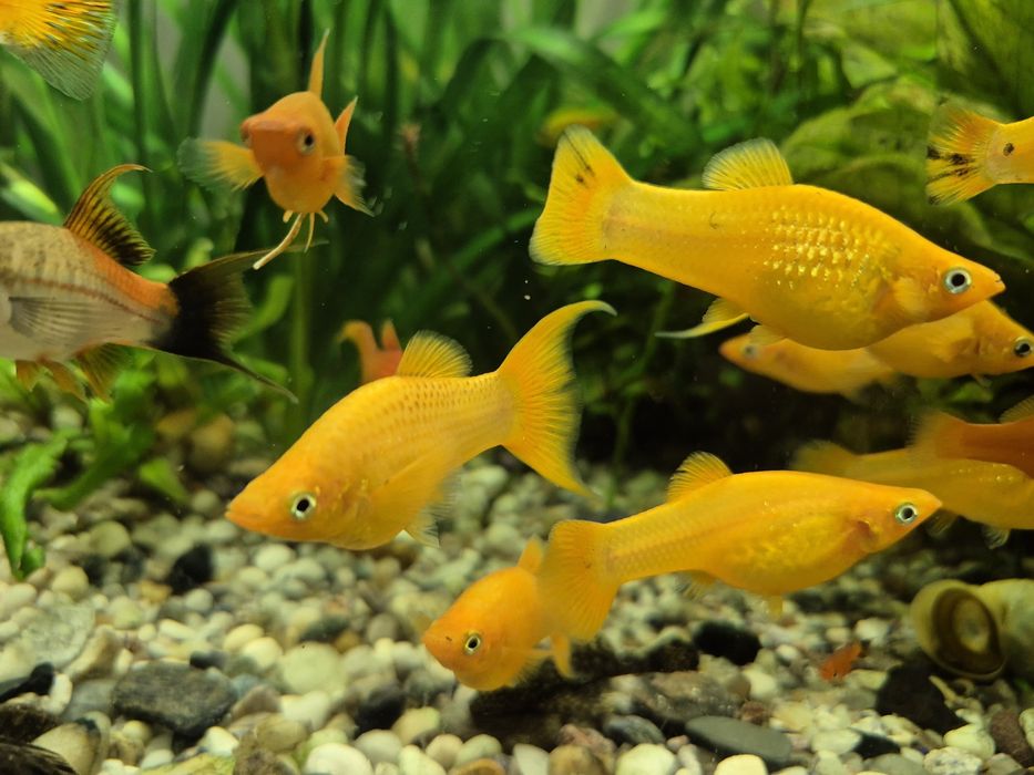 Pești acvariu. Xipho, Molly, Guppy!