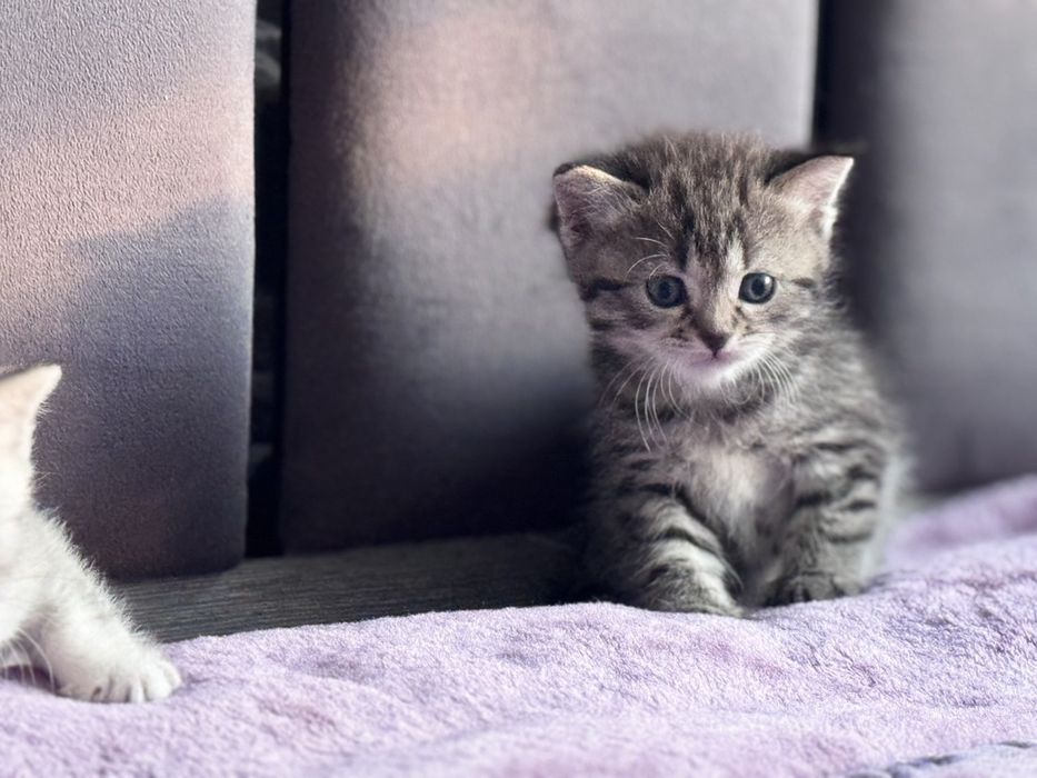 Британская короткошерестная