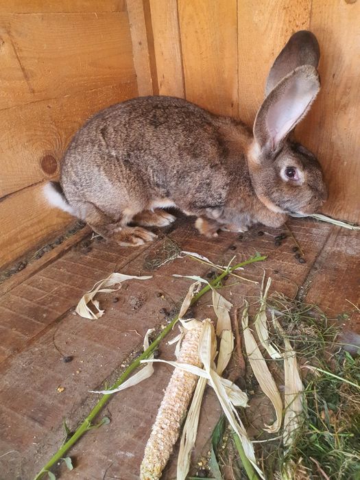 Vând femela și mascul rasa Uriaș German