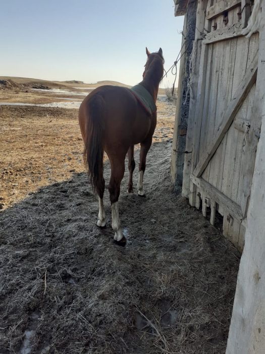 Айғыр сатылааддд