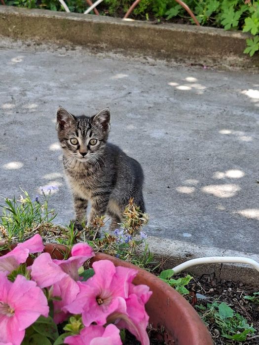 Подарявам малки котета