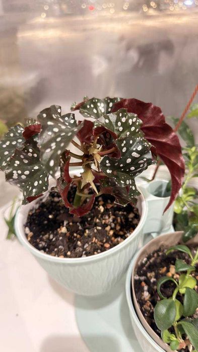 Бегонии продам - здоровые