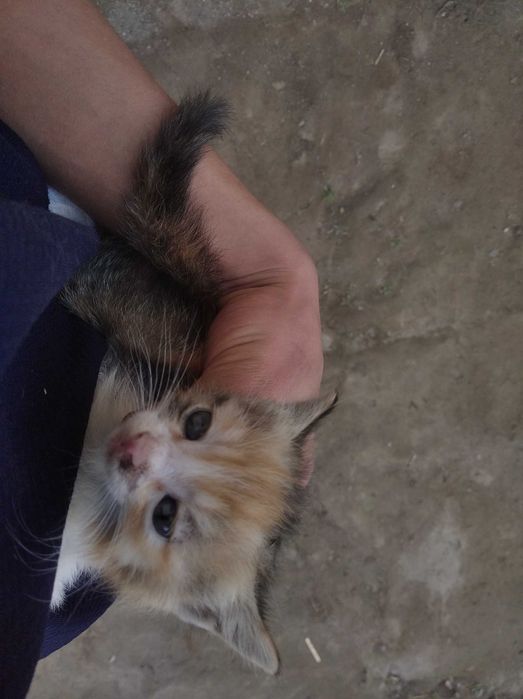 3 dona Mushuk 1.5 oylik