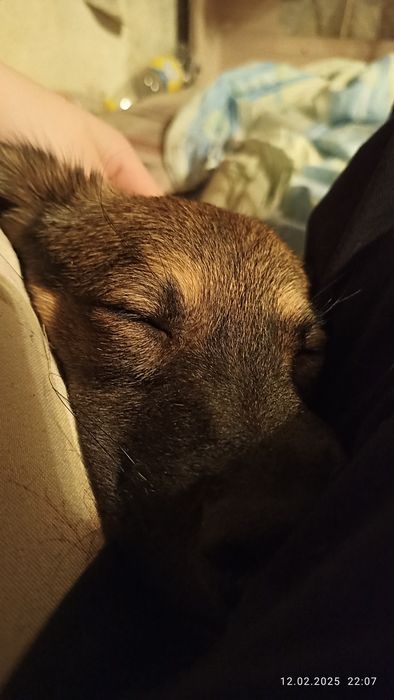 Отдам щенка в добрые руки