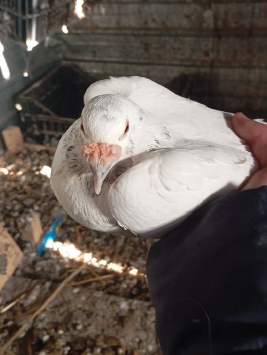 De vânzare porumbei