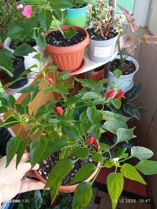 Продам цветы комнатные