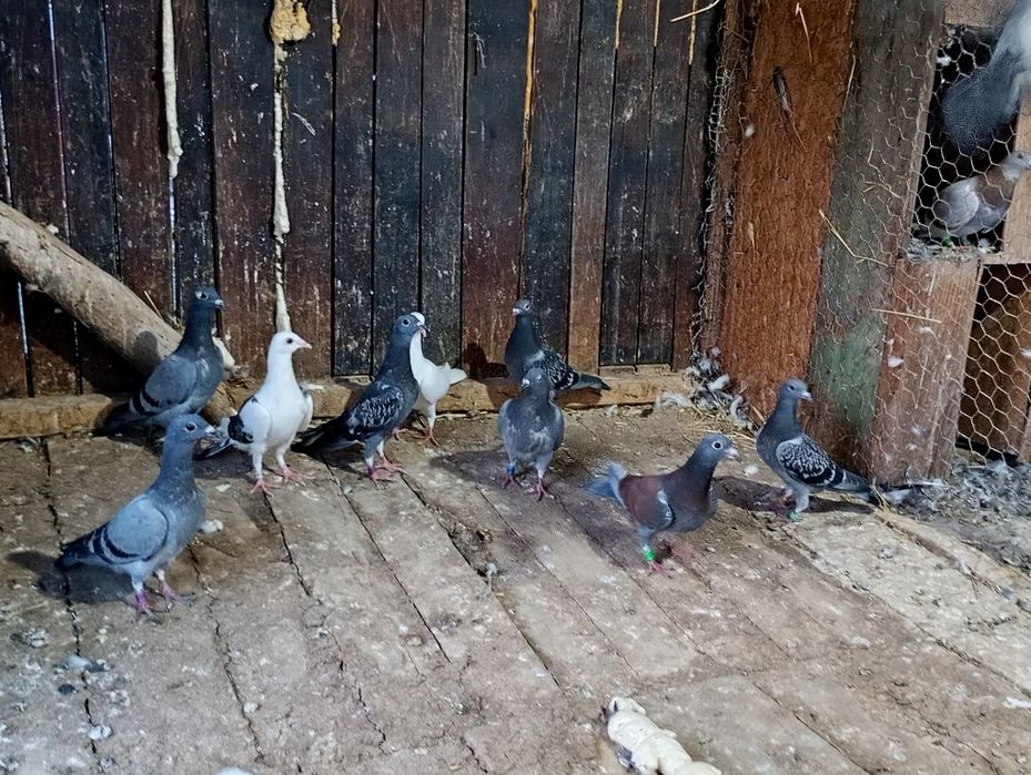 Schimb sau vând porumbei voiajori