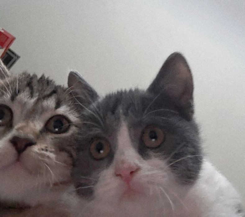 Две мъркащи котета ТЪРСЯТ дом