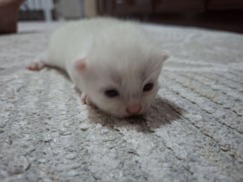 Скотиш фолд мушукчалари