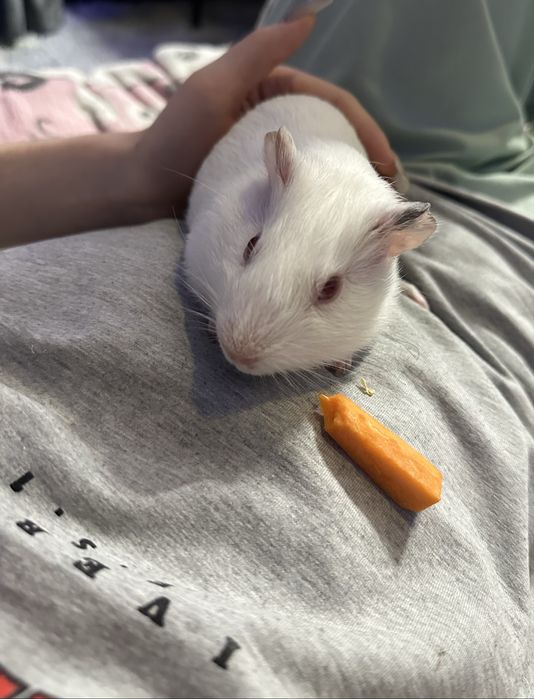 Продается морская свинка