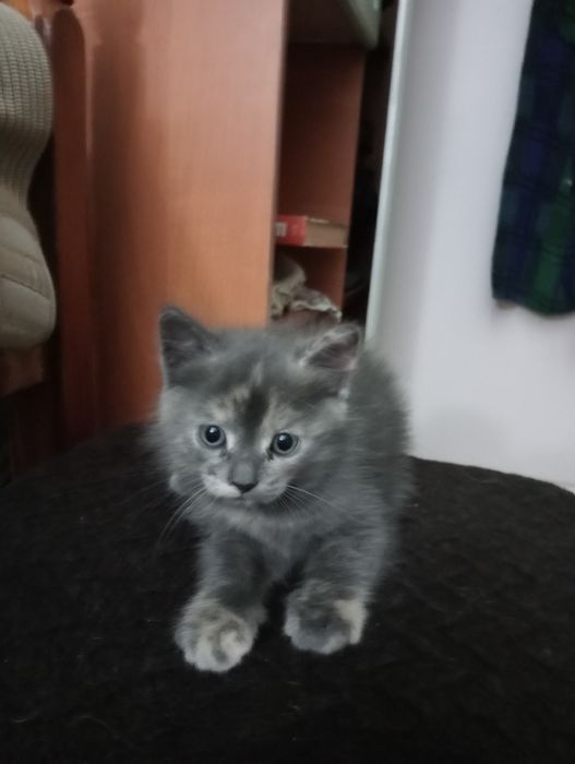 Отдам кошечку в добрые руки