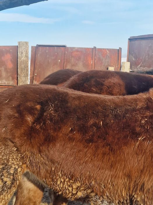 Продам лошадей с откорма