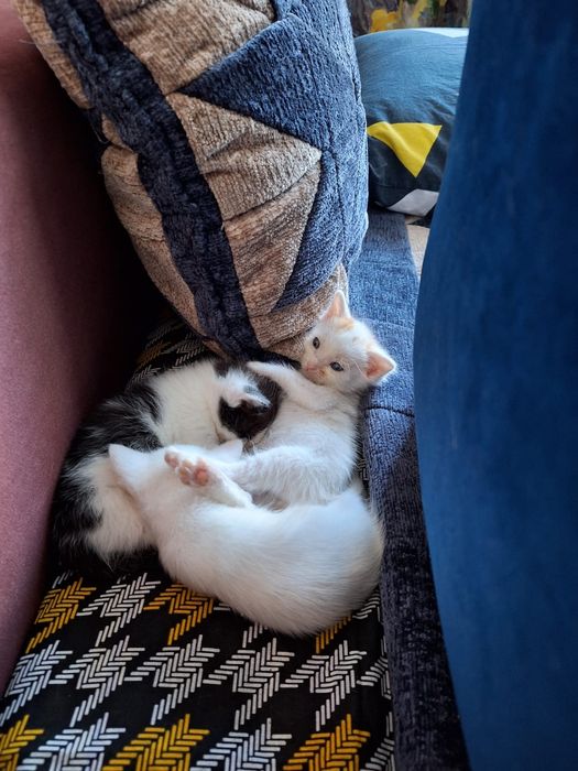 Отдам даром котят