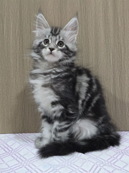 Мейн-кун девочка