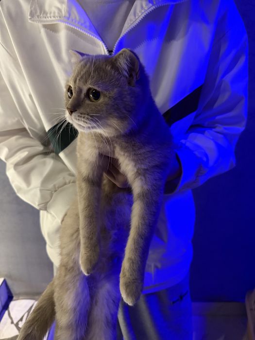 Продается кошка и котенок