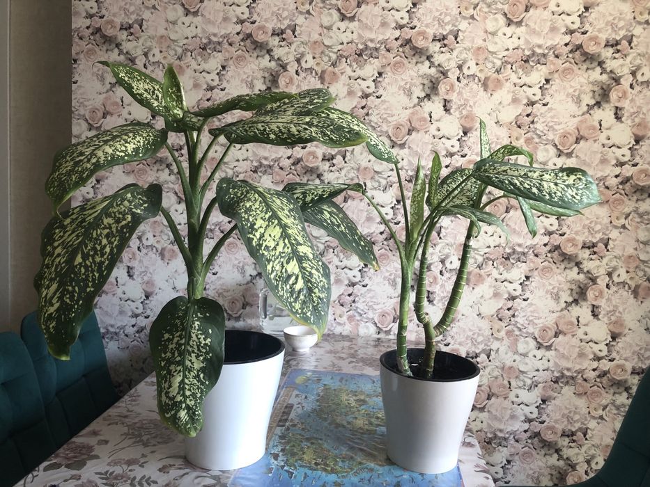 Продам диффенбахию