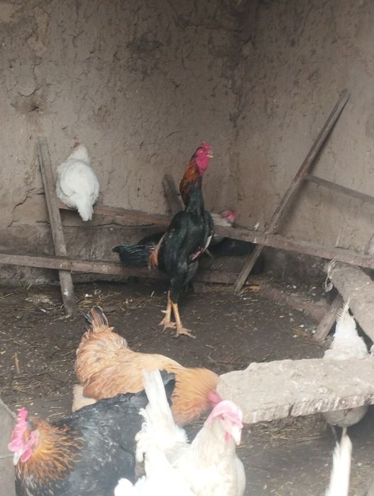 Дакан петухи 6 шт