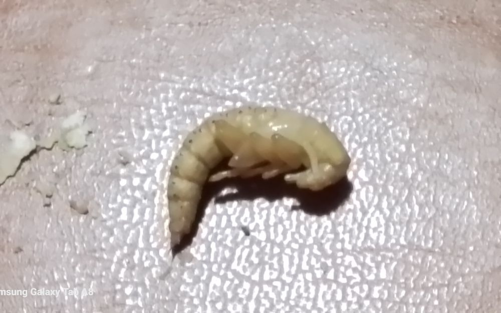 vierm de faina Superworms  și Gândaci Dubia