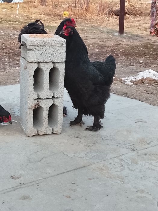 Черный брама балапандары