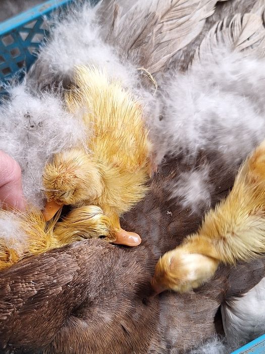 Boboci și rață leșească (boboci indieni)