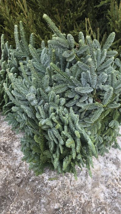 Нобилис. Нобилис связка 5.5 кг. Нобилис банч.