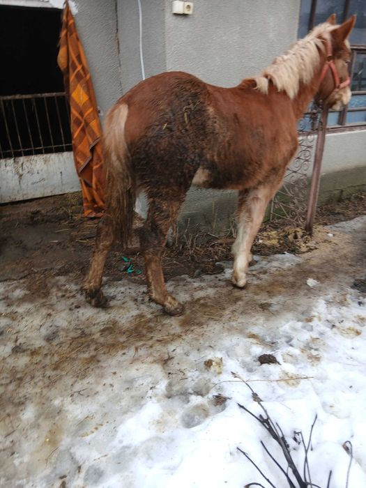 De vânzare mânza de 8 luni