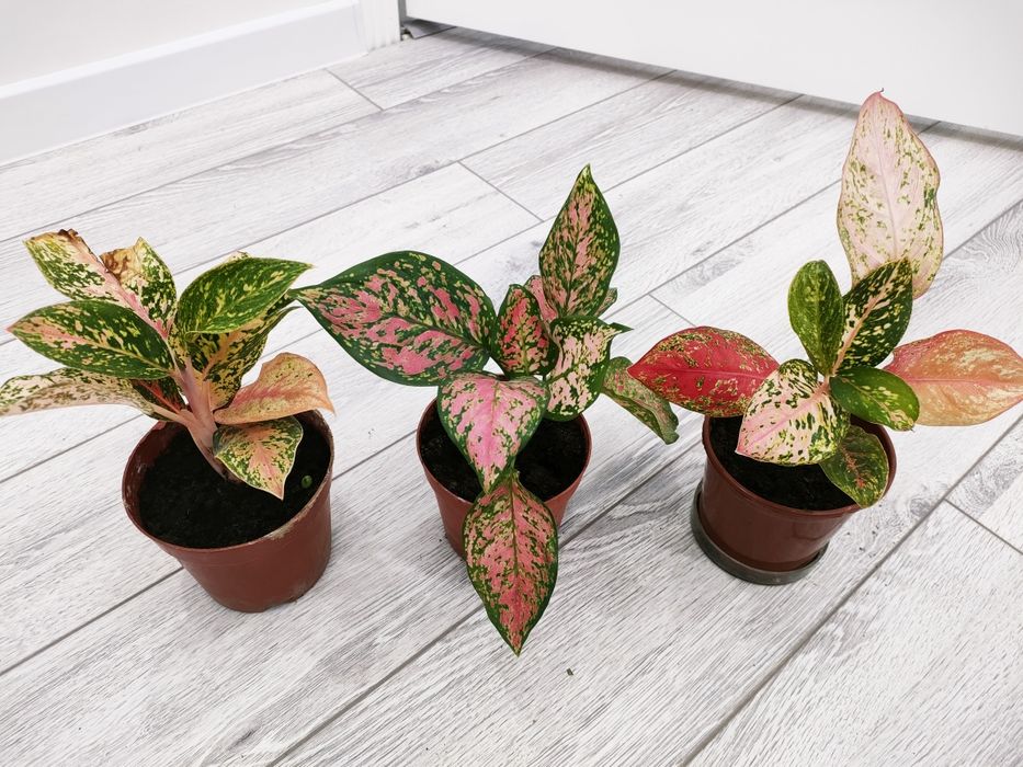 Растения для дома, школ. Доставка