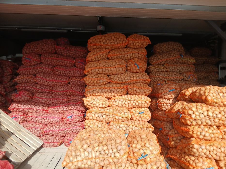 Cartofi de samanta 07/4(060)45)98