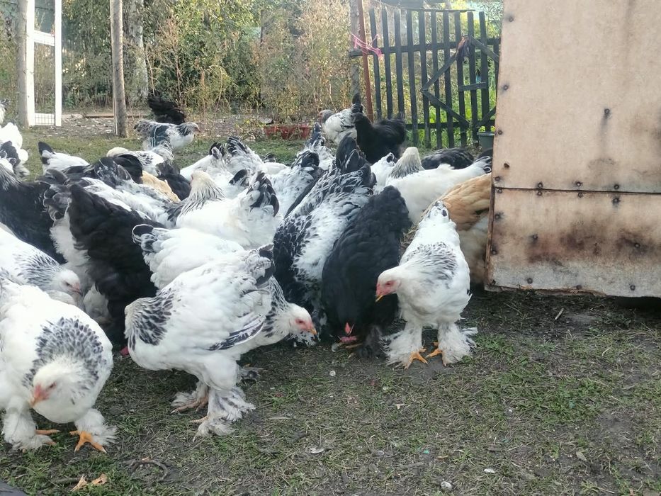 Брама куры 4 месяца