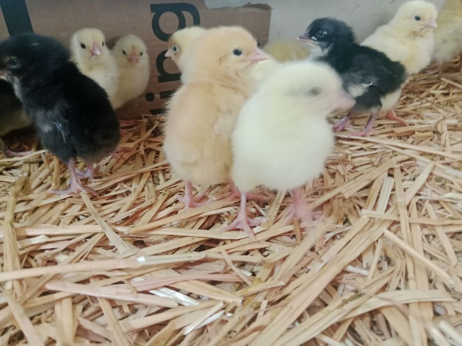 Несушка жужа сотаман 20 мин